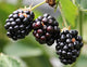 Blackberry