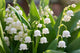 Lily-of-the-Valley