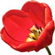 pink tulip