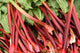 Rhubarb