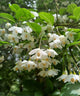 Styrax