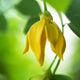 Ylang-Ylang