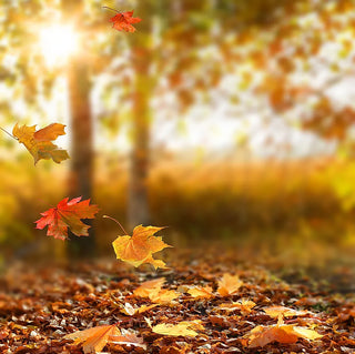 DISCOVERY AUTUMN