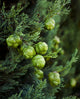 Cypress