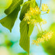 Lime (Linden) Blossom
