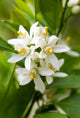 Neroli