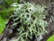 Oakmoss