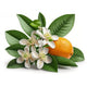 Orange Blossom