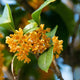 Osmanthus