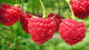 Raspberry