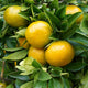 Yellow Mandarin