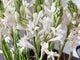 Indian Tuberose